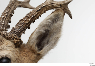 European roe deer antler head 0015.jpg